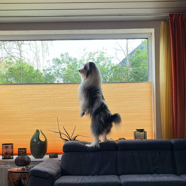 Dupli plissé top down bottom up