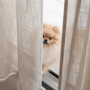 Hond Gordijn elle loft Chelsey 9 .jpg